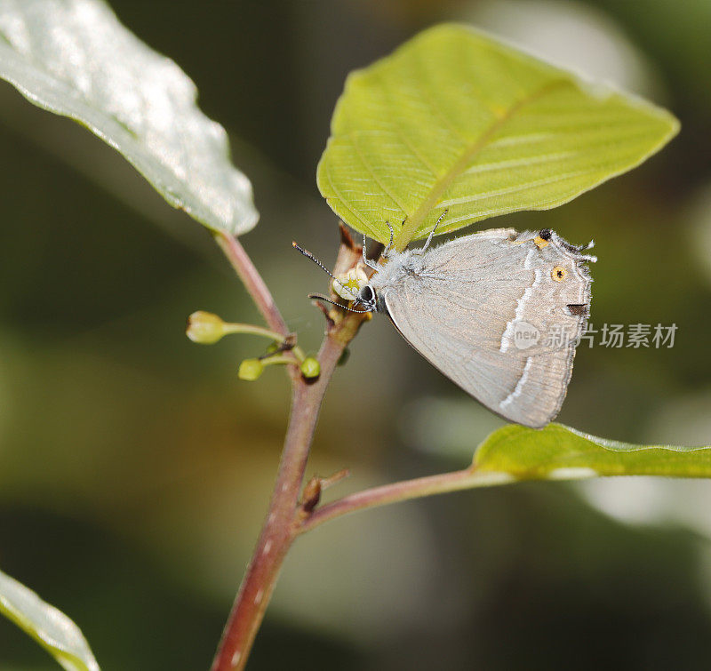 紫斑蝶(Neozephyrus quercus)